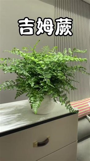 吉姆蕨懒人吸水盆栽室内净化空气好养耐阴观叶水培蕨类植物绿植花 #绿植 #吉姆蕨 #花卉绿植 #盆栽绿植 #室内