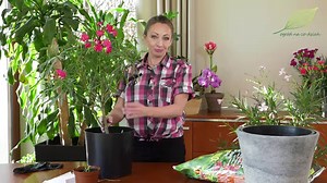 22K views · 694 reactions | Tematem dzisiejszego odcinka z cyklu „Dom Pełen Kwiatów” będą oleandry. Co z nimi zrobić po zimie? O tym już za chwilę. Zapraszam. #oleandry #Oleandry ##porady #kwiatyozdobne #kwiatywdomu #kwiatydoniczkowe #kwiatydomowe #balkon #taras #roślinydoniczkowe #rośliny #dompełenkwiatów #uprawa #ogrod_na_co_dzień #kwiaty | Ogród na co dzień | Facebook