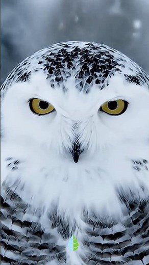 ¡MARAVÍLLATE con el BÚHO NIVAL en plena NIEVE! ❄️🦉