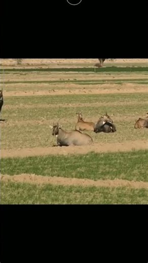 kuloman islami veidos