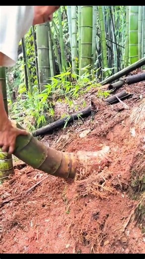 8K views · 23 reactions | Nature’s Waste Became a Work of Art #viralvideo #bamboo #art #artsandcrafts #facts | Facts Knowledge | Facebook