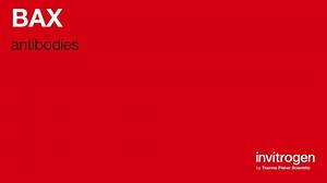 BAX antibodies from Thermo Fisher Scientific
