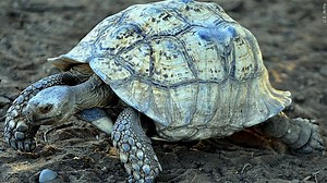 When you adopt a desert tortoise, prepare for a surprisingly social and zippy pet