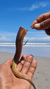 Umpan efektif mancing GT | Roso Fishing New