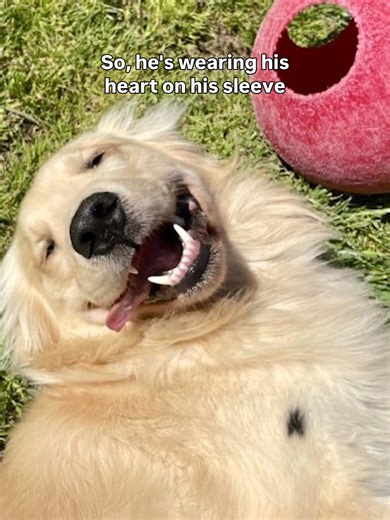 Guide Dog Graduation: A Heartfelt Journey