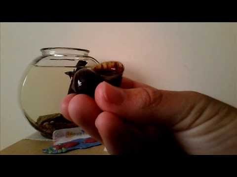 How To Tell the Gender of a Mystery Snail