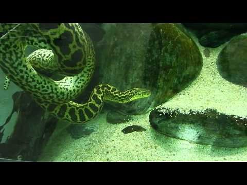 水中のキイロアナコンダ１ Yellow anaconda 20140109