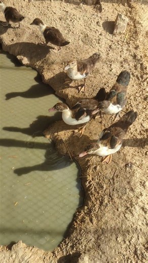 cute ducklings | duck #shorts