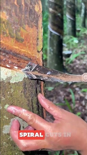 How Natural Rubber Is Collected from Trees