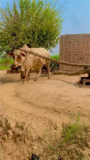 A powerful bull cutting fodder with the help of a chaff cutter#viral #video #machine #indianculture