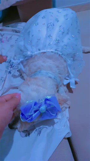 Os vídeos de 📝OPUS MAGNUM AGÊNCIA 🕴️ (@opusmagnumagencia) com som original - Ellen Vitoria