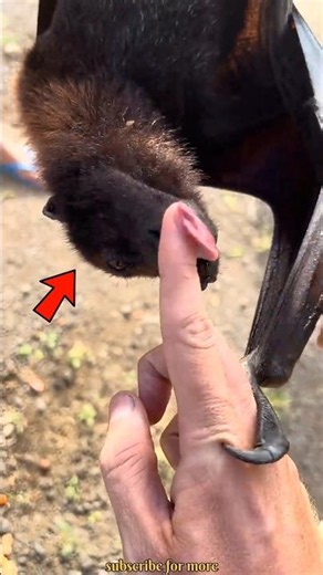 Bats vs. 60 Million Bed Bugs 🥊