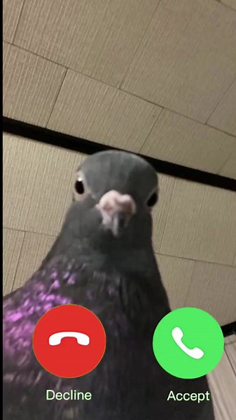 #foryou #fyp #brainrot €whatsapp #pigeon #meme #humour