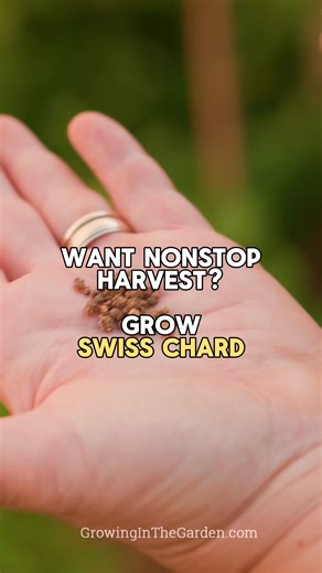 Easiest superfood to grow in your garden? Swiss chard. You can plant it now from seed or transplants and it will grow for months here in the low desert. It handles temperature swings, keeps producing, and gives you a plentiful harvest of greens for the kitchen. The chickens love it too. Want my Swiss chard growing guide with all the details? Comment SEND and I’ll DM it to you. #SwissChard #CoolSeasonVegetables #FallGarden #WinterGarden #KitchenGarden #ArizonaGardening #DesertGardening #GrowingIn