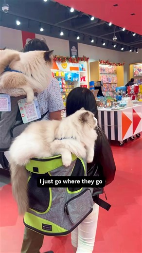 We brought our cats to the mall today and they instantly became the stars of the show! 😻 Shoppers stopped, smiled, and couldn’t resist petting them — it’s amazing how cats can brighten everyone’s day.Taking pets to public places always sparks joy and connection. These Ragdoll Rangers love meeting new friends, and people absolutely adore them everywhere we go. 🐱💖Would you stop to pet a cat if you saw one at the mall? #ragdolllrangers #catdad #cat #ragdollcat | Ragdoll Rangers