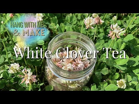 Foraging in the yard! How to Make White Clover Tea