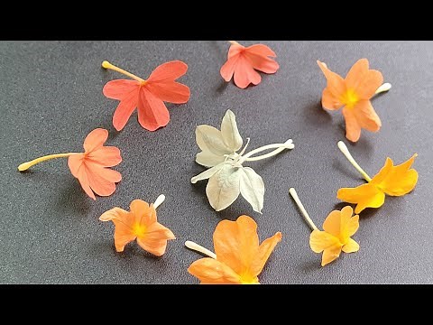 Crossandra Varieties - 9 Varieties Tips and Growing Instructions #SeedNJoy