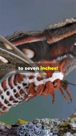 Meet the Cecropia Moth Nature's Winged Wonder