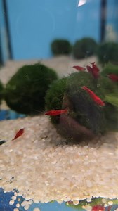 A fun fact about cherry shrimp is that, unlike most other crustaceans which hatch as tiny, free-floating larvae, baby cherry shrimp emerge from their eggs as miniature, fully formed versions of the adults! We have new shrimp arriving at Premier aquatics next week! Reds, blues, orange, yellow, black. #fishtank #shrimptank #shrimp #aquarium #cherryshrimp | Premier aquatics ltd