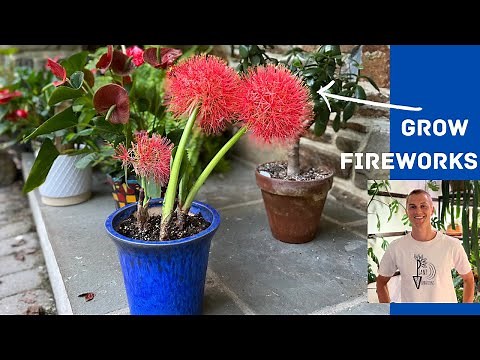 How to Grow Starfire Lily (Blood Lily) from Bulbs - Scadoxus multiflorus - Highly Rewarding!