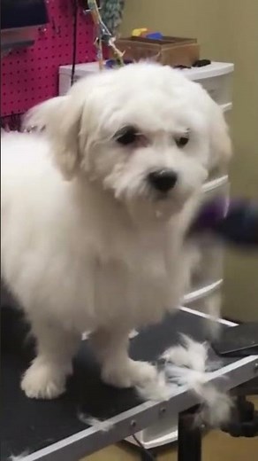 How I trim a Maltese Puppy Face Fast with an attachment comb