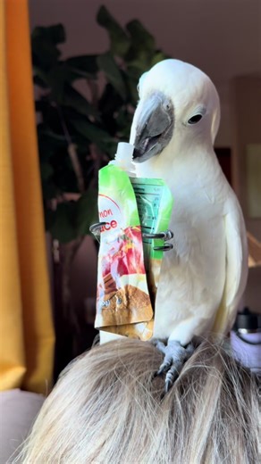 Yum yum snacks on moms head #parrot #cockatoo #macaw #birdtok #umbrellacockatoo