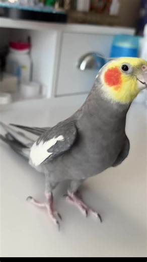 Feeding and Caring for Baby Cockatiels