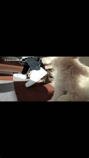 이 강아지가 노는 방법