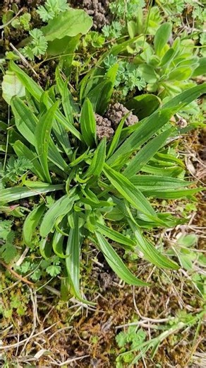 Vous ne croirez pas ce que le plantain fait à vos allergies ! #santé #plantago