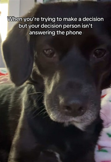 Like should I eat this extra treat or not - I need answers?? #fyp #funny #facetime