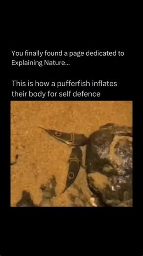 Explaining Nature on Instagram: "The pufferfish is a unique and fascinating marine creature known for its ability to inflate its body when threatened, making it appear larger and more intimidating to predators. Found in tropical and subtropical oceans, pufferfish have a rough, spiky skin and a distinctive, rounded shape. Many species of pufferfish contain tetrodotoxin, a potent neurotoxin that makes them extremely poisonous if eaten, though some cultures, like in Japan, prepare them carefully as