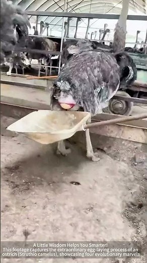 Ostrich Egg Laying: Nature's Miracle of Efficient Reproduction