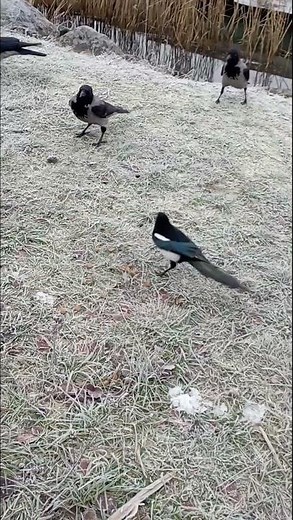Magpies operate very fast due to Crows being around - in & out - done! 😁