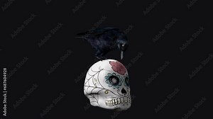 Black Raven Bird on and Sugar Skull - Alpha Channel - Artistic realistic 3D animation isolated on transparent background