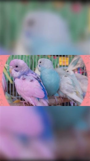 Baby Sign for Bird - Baby Sign Language #shorts #learntotalk #oxbridgebaby