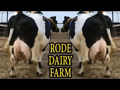 Best HF cow I Gurmeet Dairy Farm Punjab I Awarded Dairy Farm in India I Holstein Friesian