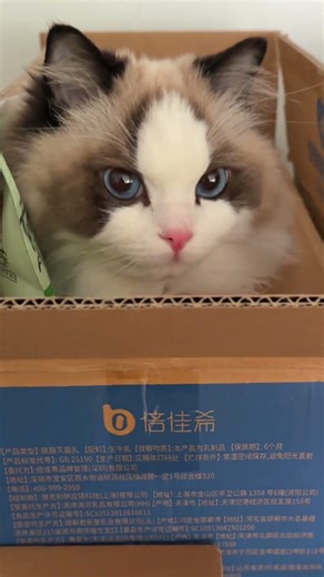 众所周知猫是从纸盒里长出来的#cat #cutecat #ragdollcat #catlover #catshorts #pets #貓 #布偶貓 #寵物