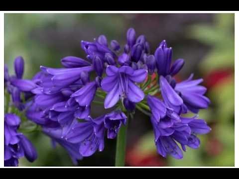 The remarkable and stylish Agapanthus - repotting ready for summer color