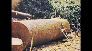 Congo 1975, Traditional African Logging: Congo's Timber Industry Stock Video - Video of environment, classic: 271895877