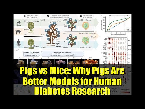 Pigs vs Mice: Why Pigs Are Better Models for Human Diabetes Research