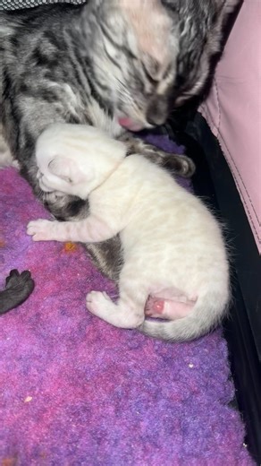 Time for a wash… 😻💯🩷 #serenitystormbengals #catbreeder #PetReunion #humor #catowner #shortstory #lostandfound #relatable #fantasy #petfriendly #bengalcat #pet #pets | Serenity Storm Bengals UK