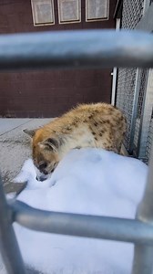 We are proud to announce our newest addition to the zoo family, Kito, a male spotted hyena, who joins Maxi, Rolling Hills Zoo’s female hyena. Kito’s relocation from the Hattiesburg Zoo in Mississippi to Rolling Hills Zoo marks an important step in the Species Survival Program (SSP) for these majestic animals. Born on October 17, 2022, Kito is a pivotal addition to the Spotted Hyena’s Species Survival Program, being the sole surviving hyena born in North America in 2022. With his parents Niru and