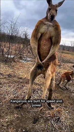 Fun Facts About Australia's Coat of Arms Animals! | Kangaroo & Emu Secrets Revealed