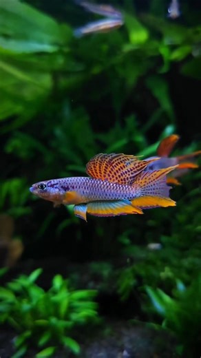 Aphyosemion bitaeniatum Lagos Red ✨ | Stunning Killifish Colours in 4K | Freshwater Aquarium showcaz