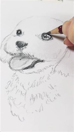 Maltese マルチーズ 30回犬を描いたら神絵師になれるか検証 第22回 #イラストメイキング #pencildrawing #drawing #sketch #portrait