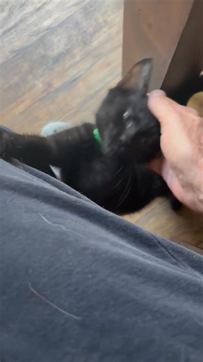 1.9K views · 371 reactions | Foster kittens from June 2025, watch close, there’s a brief shot of Baxter | Therapy Cat Baxter | Facebook