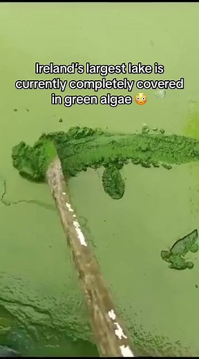 Understanding the Impact of Lough Neagh Algae: A Decades-Long Battle