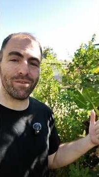 This Tropical Cherry Tree FINALLY Started Producing! #growyourownfood