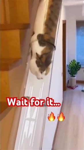 Wait for it… this cat made a mistake 😂 #shortsfeed