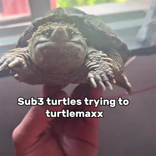 Understanding Turtle Behavior in Aquatic Environments